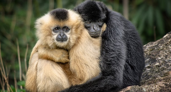 Monkeys in Love